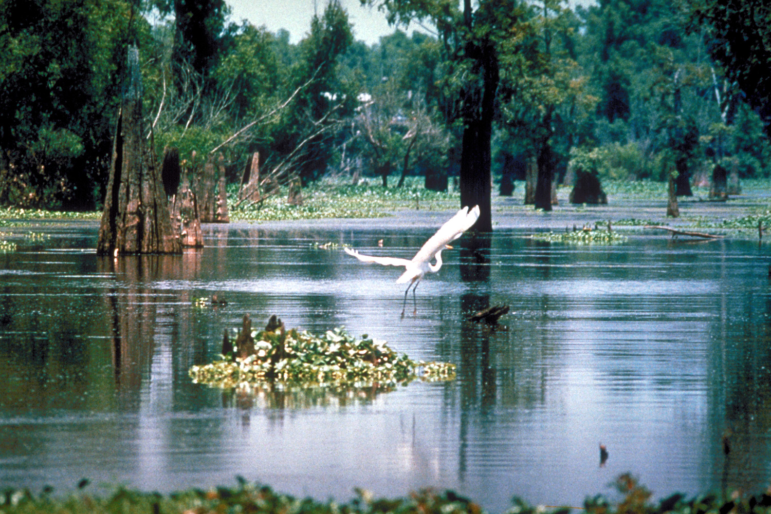Louisiana Atchafalaya Basin crawfish farm